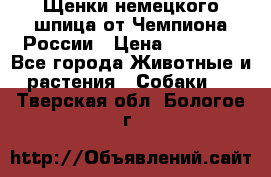 Щенки немецкого шпица от Чемпиона России › Цена ­ 50 000 - Все города Животные и растения » Собаки   . Тверская обл.,Бологое г.